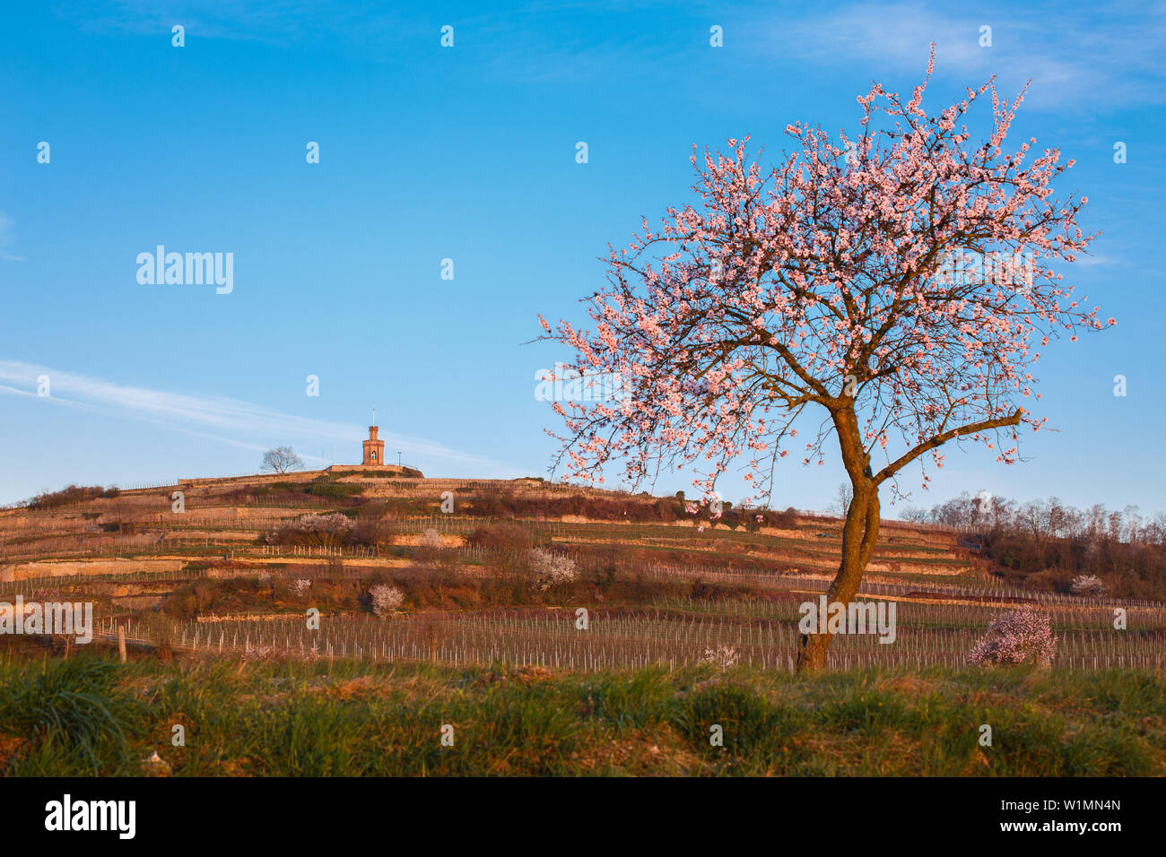 Mandelblüte auf Faggenturm in Bad Dürkheim, Bad Dürkheim, Rheinland-Pfalz, Deutschland Stockfoto