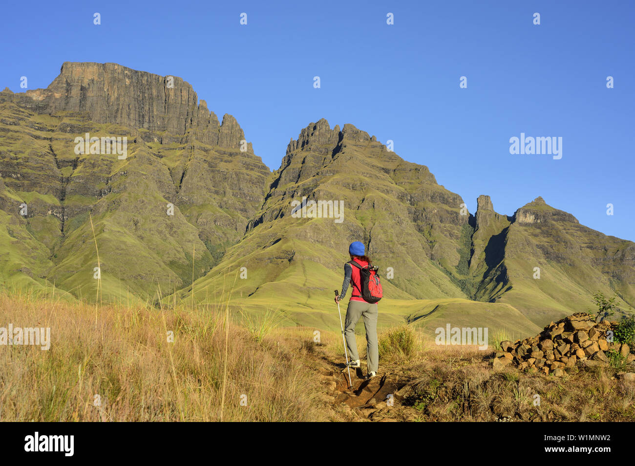 Frau wandern in Richtung Cathkin Peak und Sterkhorn, Konturzug, Monks Cowl, Mdedelelo Wilderness Area, Drakensberg, u Khahlamba-Drakensberg Park, UNESCO Stockfoto