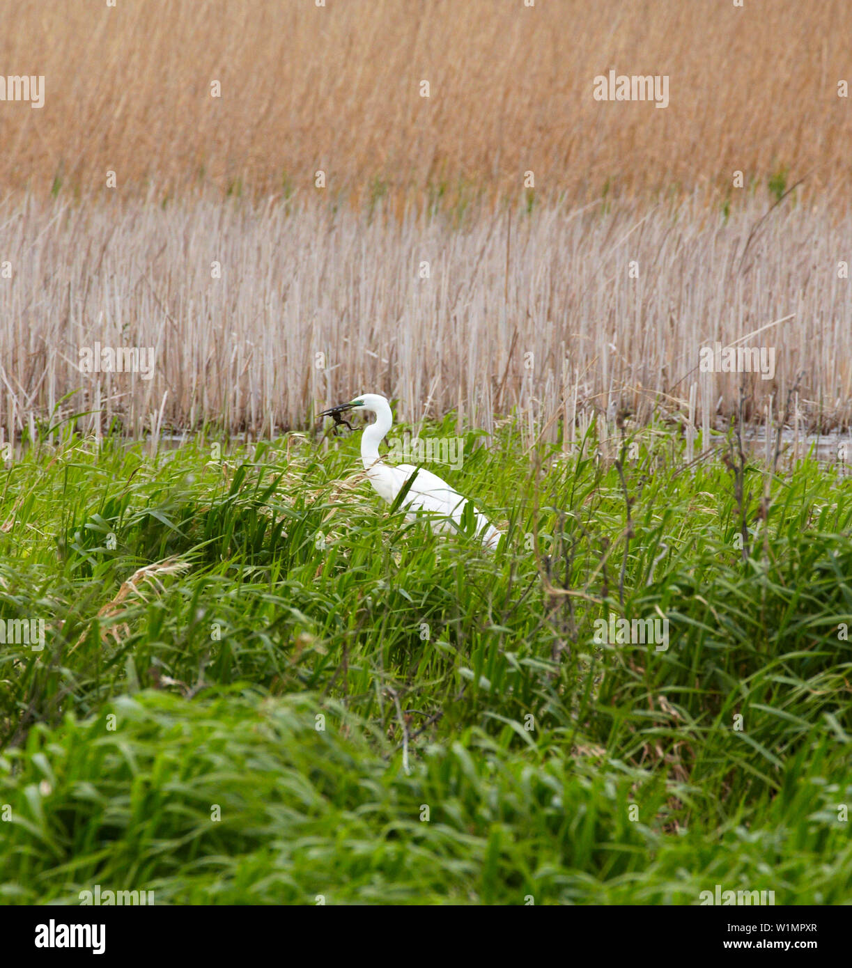 Silberreiher essen Frosch, Biosphärenreservat Donaudelta in Tulcea Tulcea Zweig der Donau, Rumänien, Europa Stockfoto