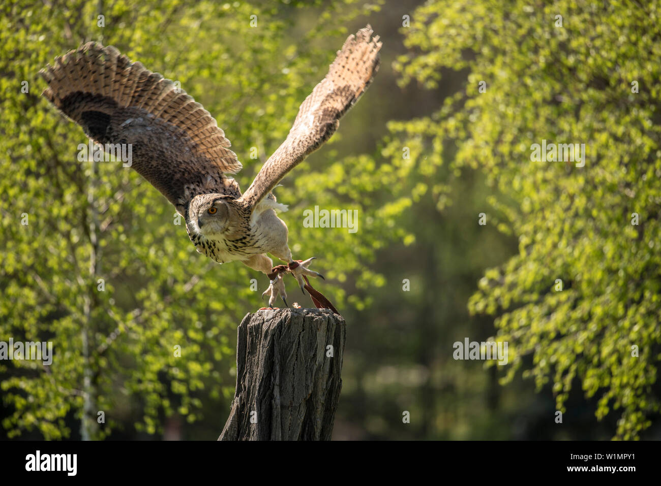 Uhu, vogel zeigen, Owl, Wildpark Schorfheide, Brandenburg, Deutschland Stockfoto