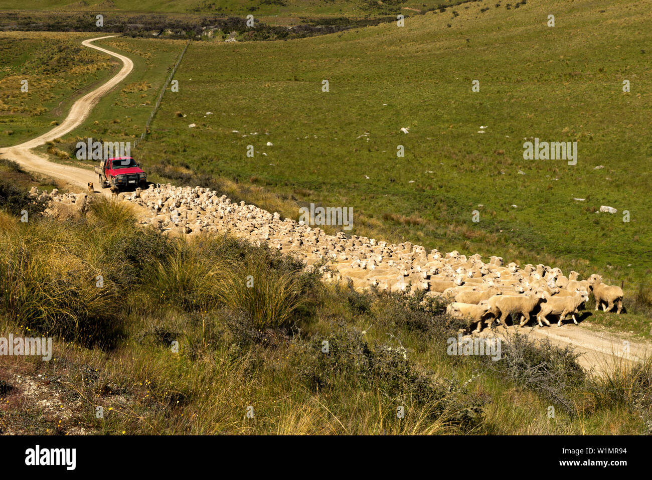 Schafe in den Bergen des Hawkdun, Otago, Südinsel, Neuseeland Stockfoto