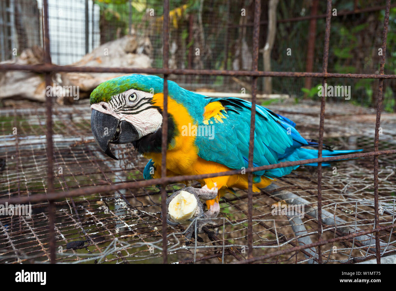 Blau-gelbe Vogel im Käfig, Ara ararauna, Tobago, West Indies, Captive Stockfoto