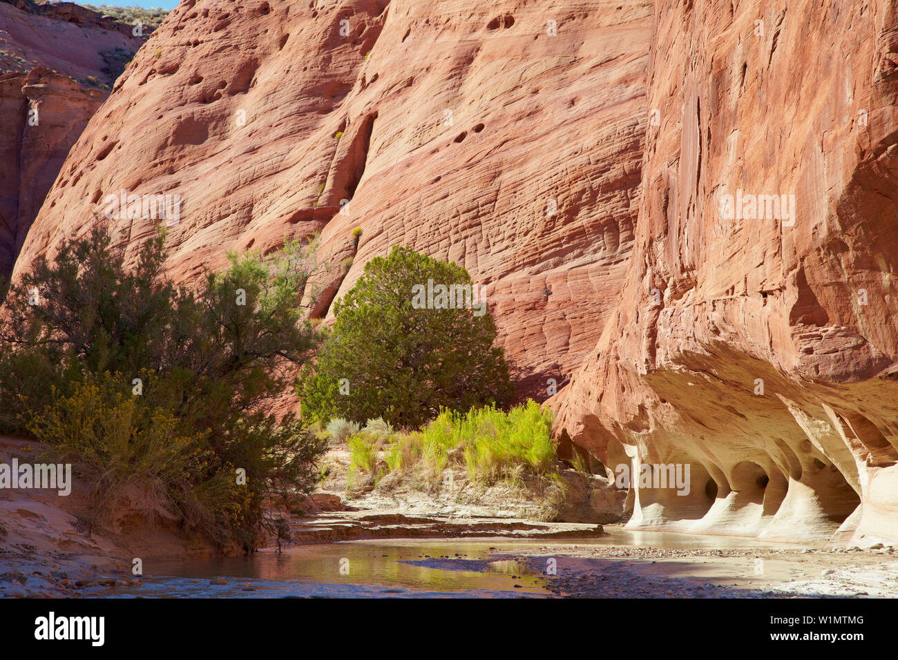 Paria River, Paria Canyon - Vermillion Cliffs Wilderness, Weißes Haus Trailhead, Windows, Utah, USA, Nordamerika Stockfoto