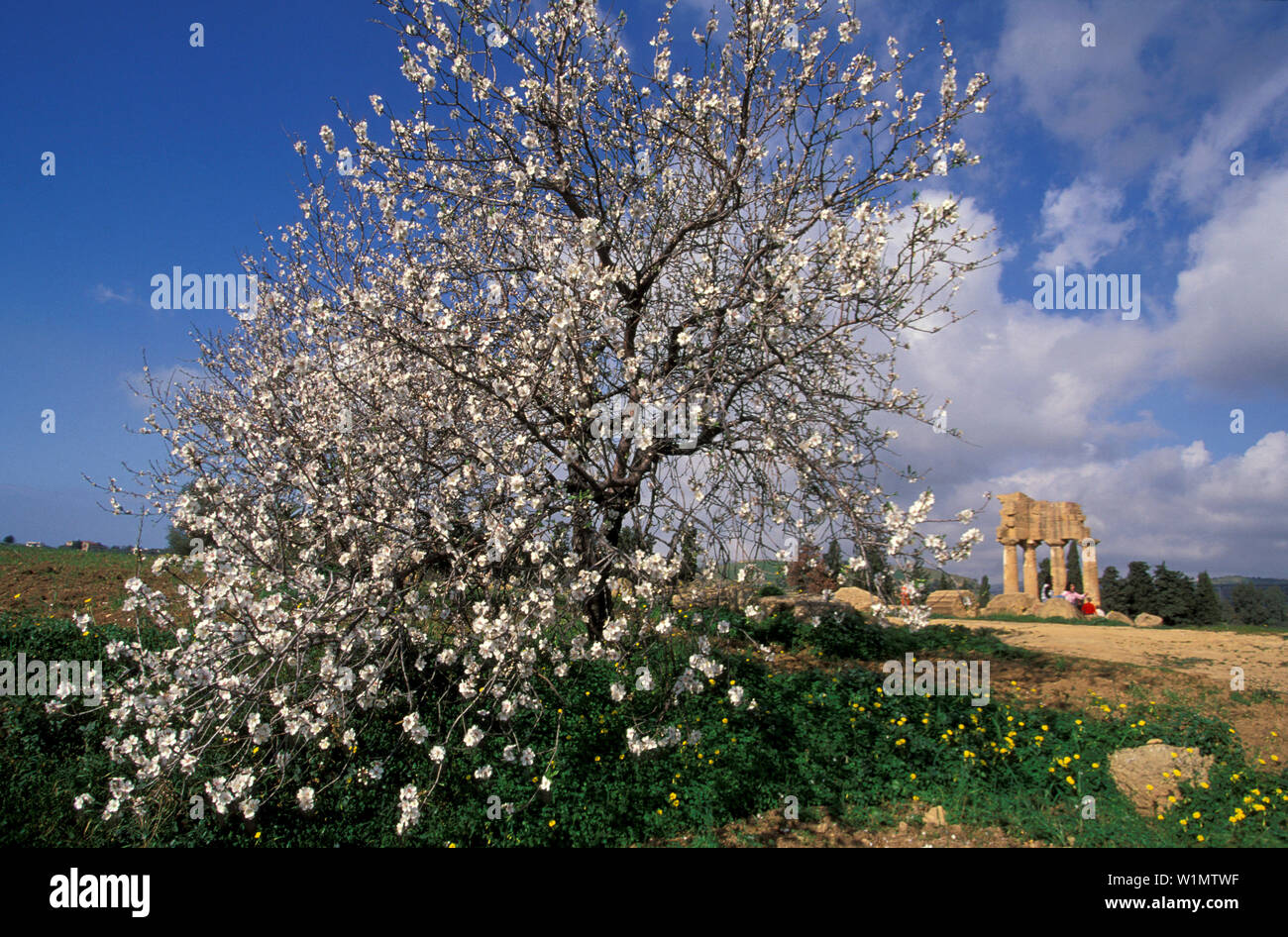 Mandel-Baum-Tempel der Dioskuren, Agrigento, Sizilien Italien Stockfoto