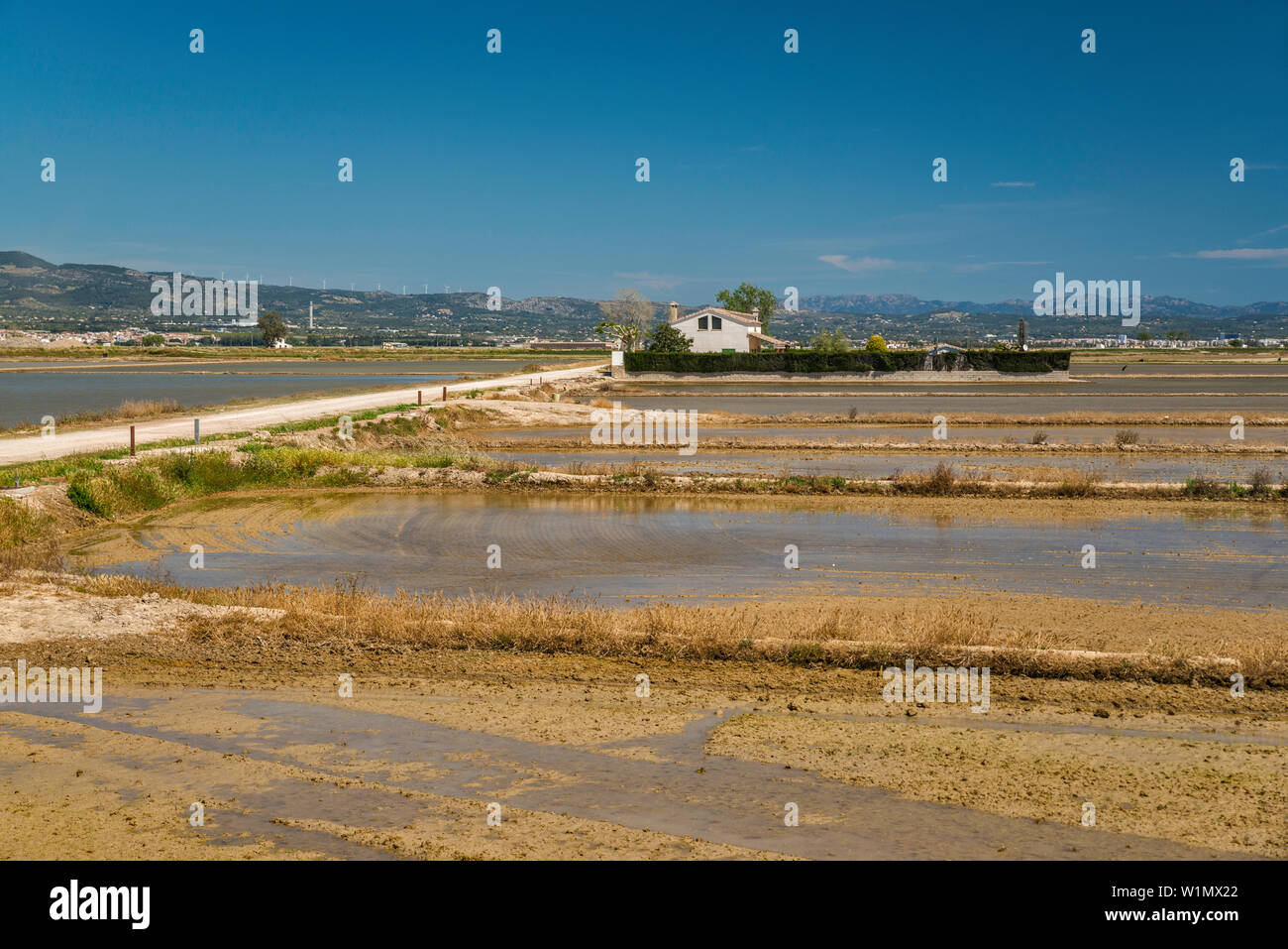Paddy Feld für den Anbau von Reis, Wohnhaus in Distanz, im Delta des Rio Ebro, in der Nähe von Sitges, Katalonien, Spanien Stockfoto