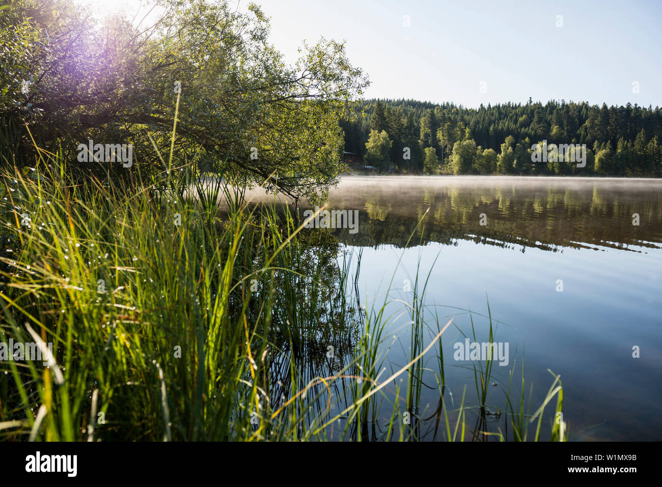 See in der Morgensonne, Windgfaellweiher, Schluchsee, Schwarzwald, Baden-Württemberg, Deutschland Stockfoto