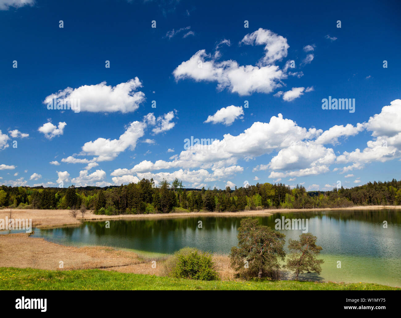 See in der Nähe von Fohnsee Iffeldorf, Osterseen, Ostern Seen, Oberbayern, Deutschland, Europa Stockfoto