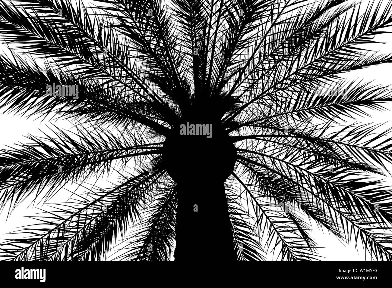 Silhouette einer Palme, Cordoba, Andalusien, Spanien Stockfoto