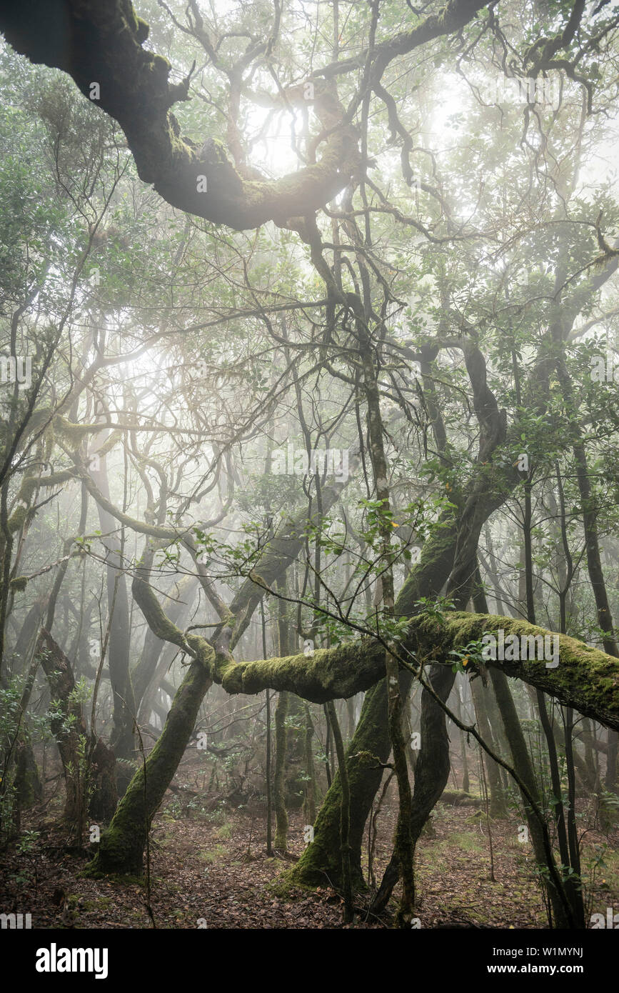 Moos drapiert, wild wachsenden Bäumen im Nebelwald von Parque Nacional de Garajonay, La Gomera, Kanarische Inseln, Spanien Stockfoto