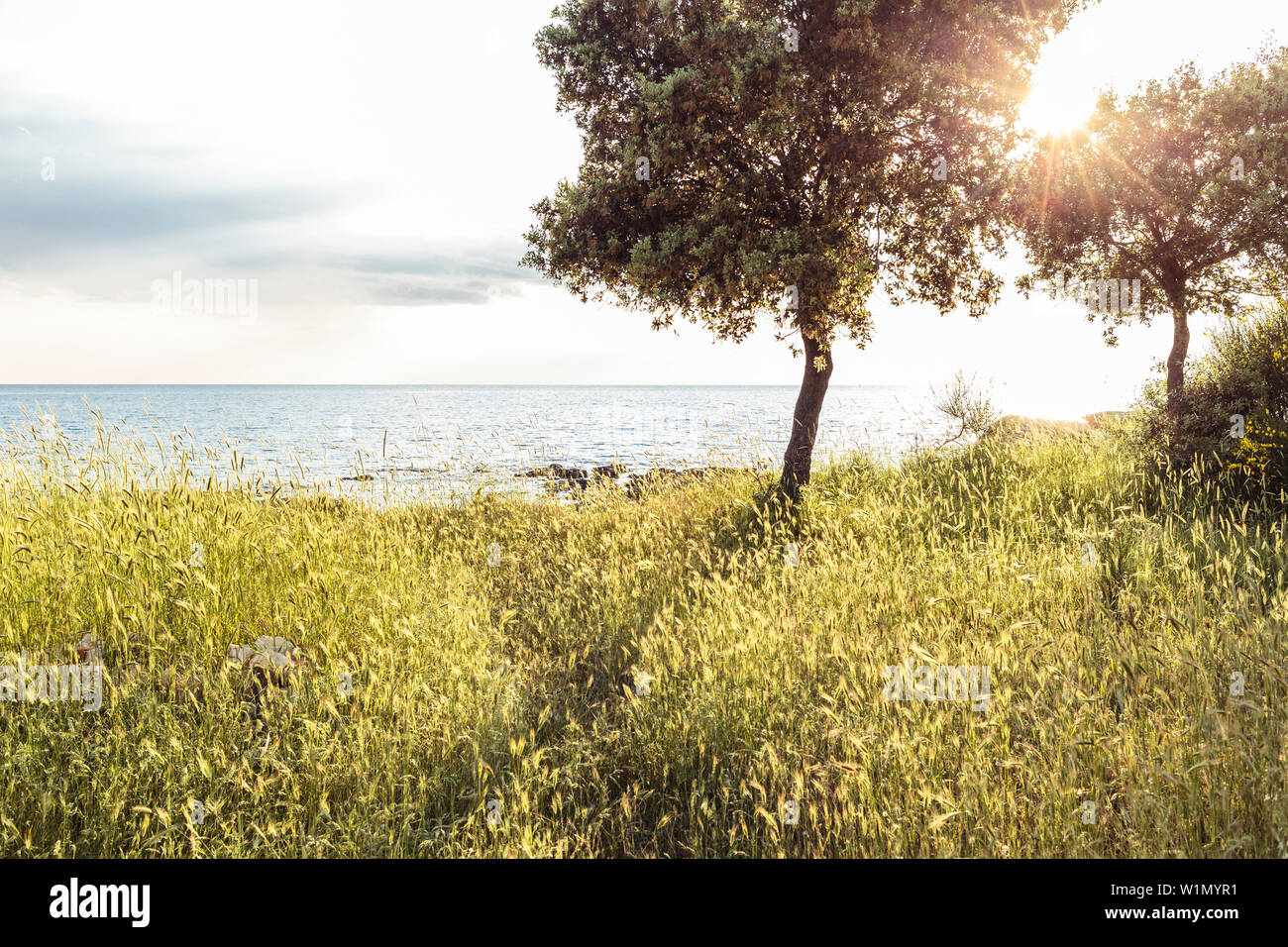 Bäume und wild Getreide an der Mittelmeerküste in der Abendsonne, Peroj, Istrien, Kroatien Stockfoto