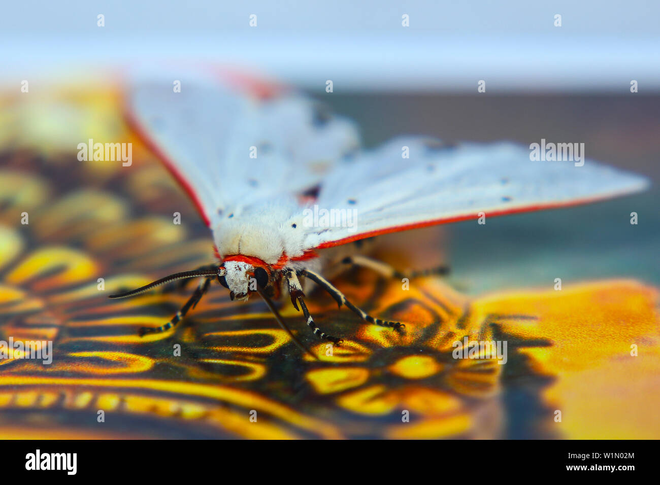 Schmetterling Stockfoto
