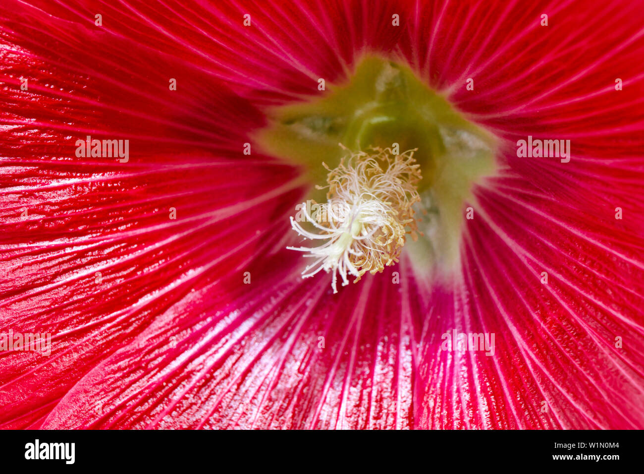 Hollyhock aus der Nähe Stockfoto