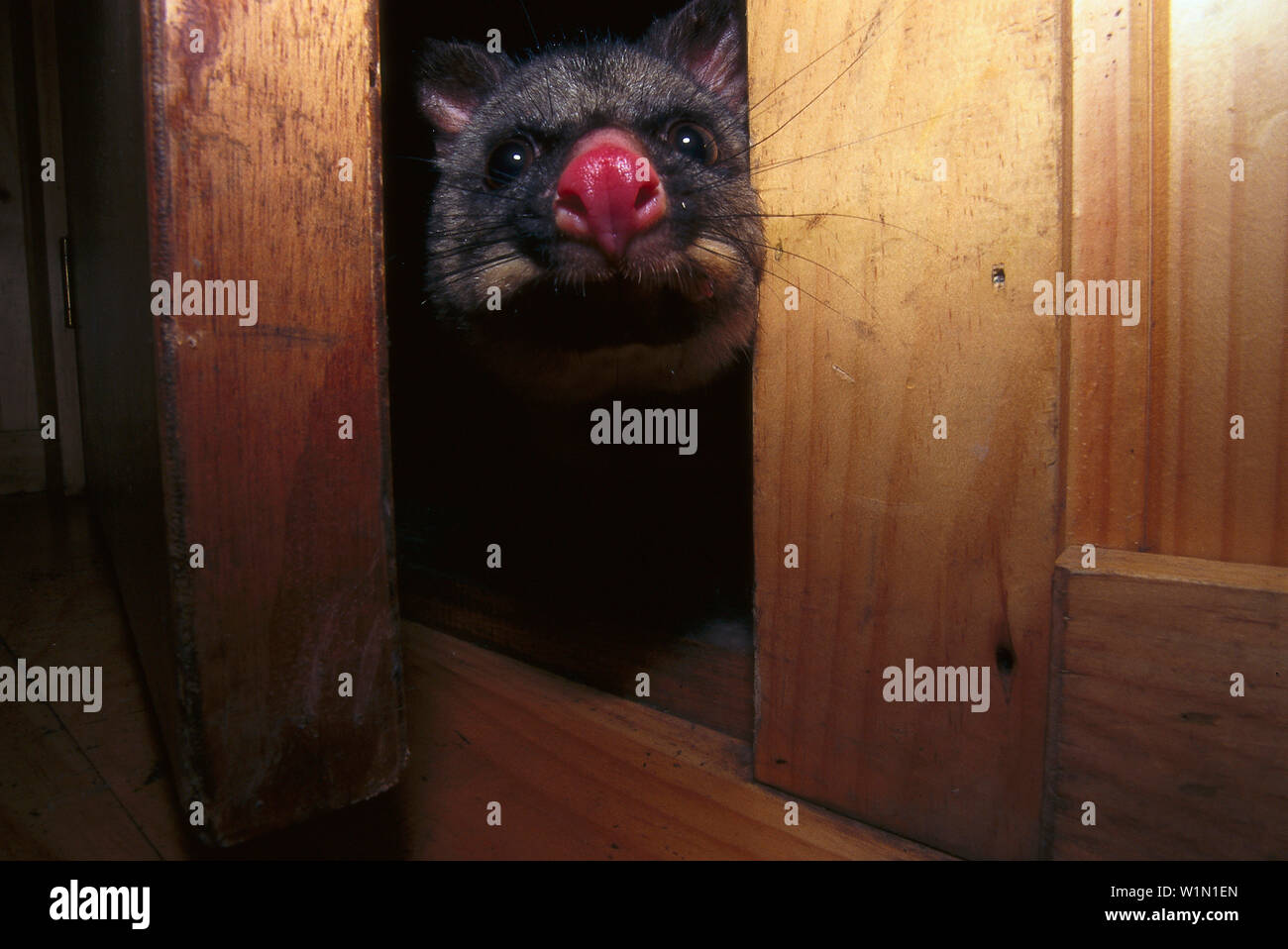 Besuchen Possum, Cradle Mountain. Lodge, Cradle Mountain NP Tasmanien, Australien Stockfoto