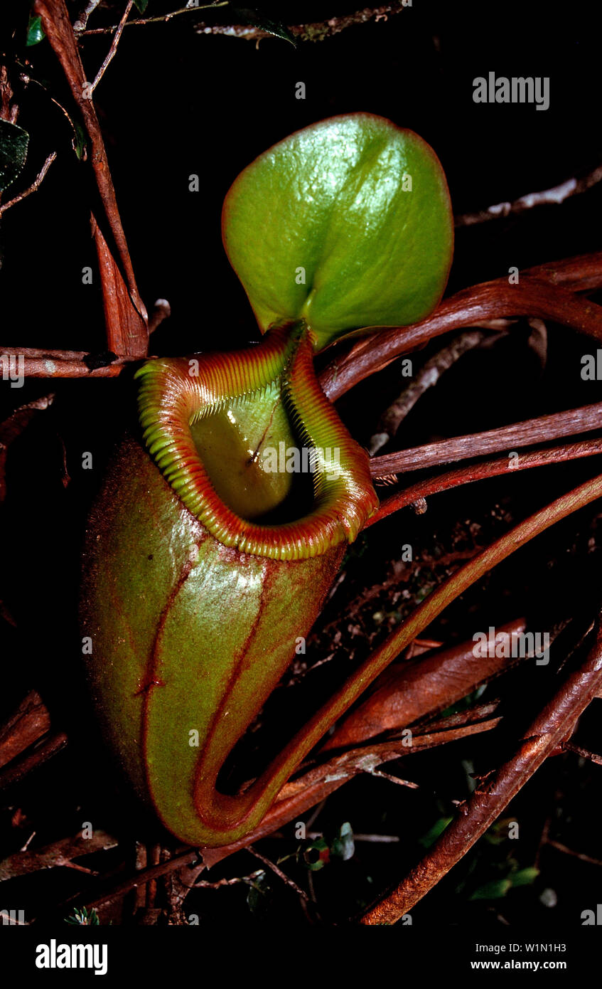 Kannenpflanze, Nepenthes tentaculata, Borneo, Sarawak, Gunung Mulu NP Malaysia Stockfoto
