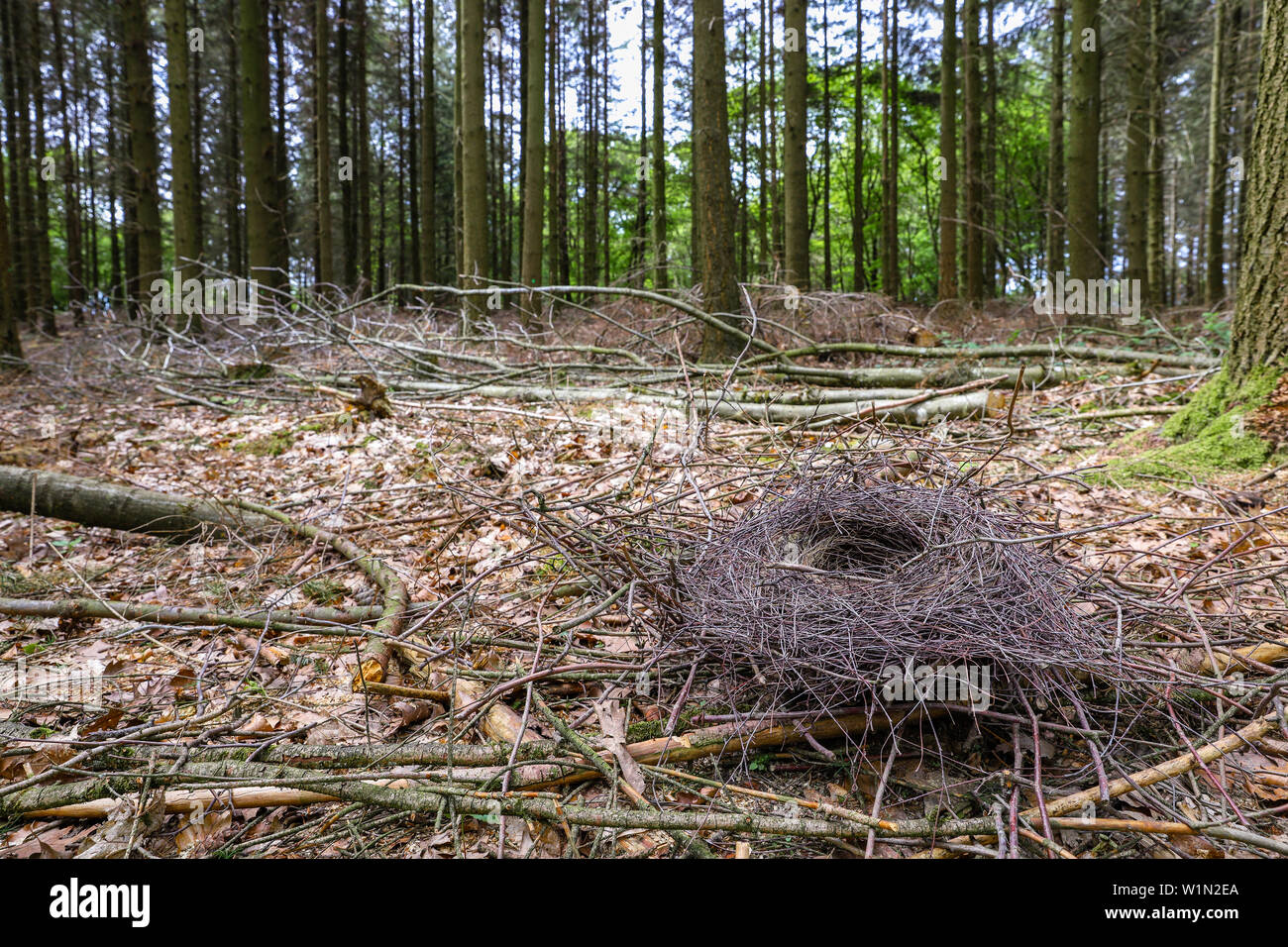 Nest liegen auf Waldboden Stockfoto