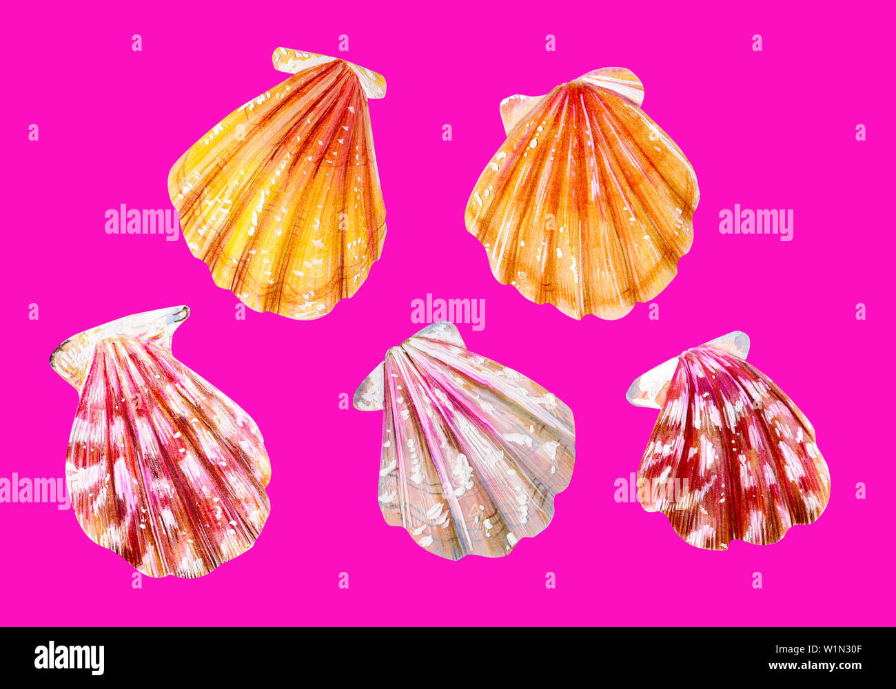 Ein Satz von fünf Jakobsmuscheln. Rosa, gelb und Perlmutt Muscheln Kammmuscheln. Die Natur der Welt, Ozean. Unterwasser Bewohner. Hand gezeichnet illustrati Stockfoto