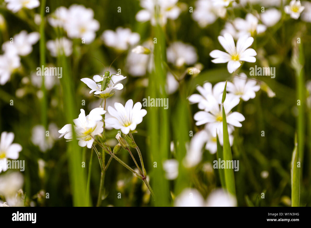 Heuschrecke auf einen daisy-Feld Stockfoto