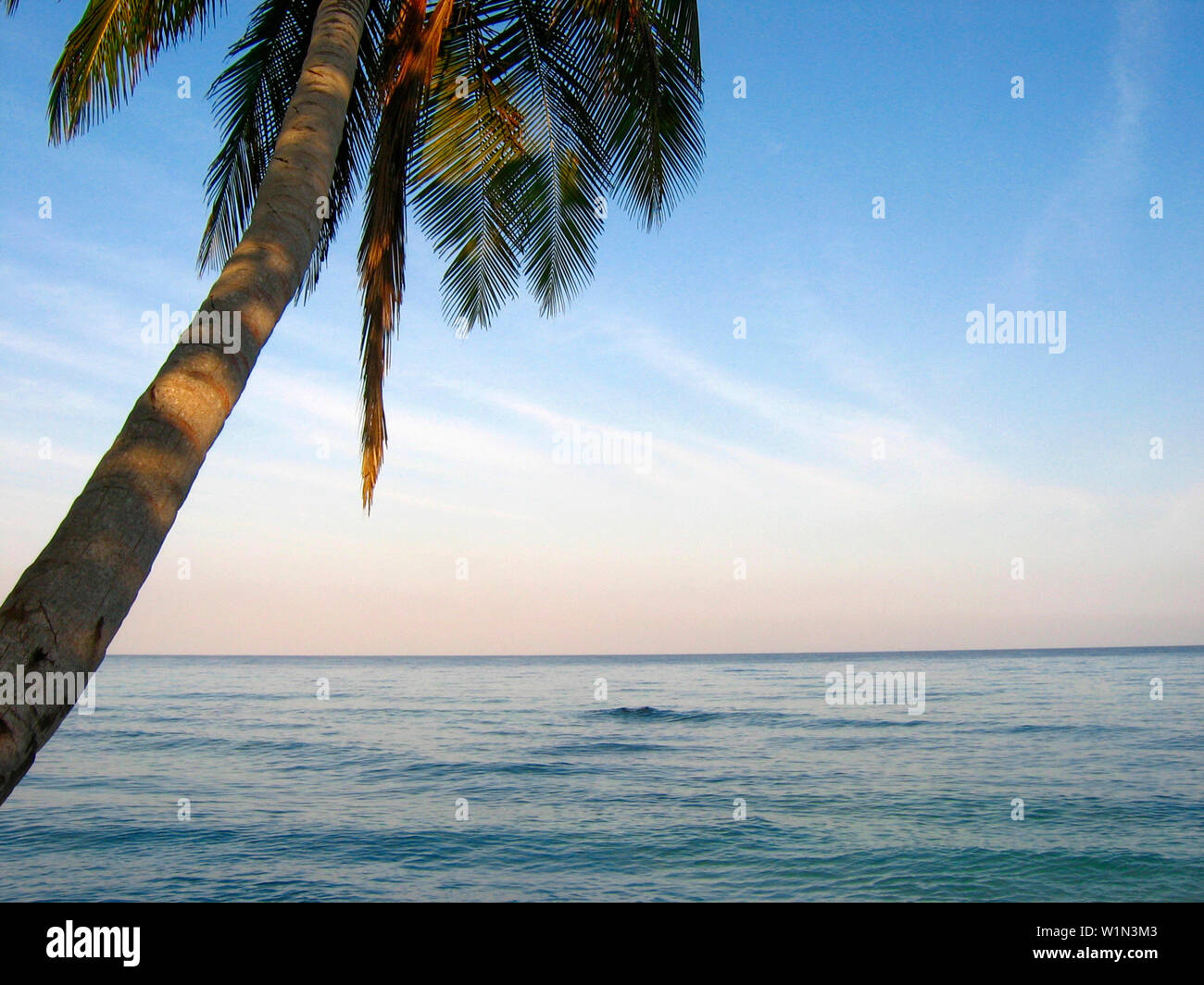 Eine Palme, Karibik Stockfoto