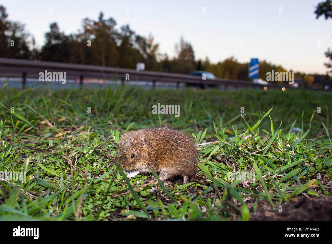 Maus an der Autobahn Stockfoto