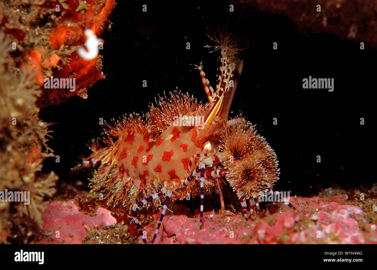 Marmorierte Garnelen, Saron sp., Komodo National Park, Indischer Ozean, Indonesien Stockfoto