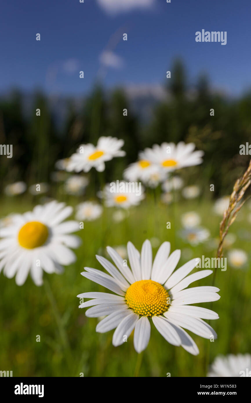 Margerite (Leucanthemum vulgare), Blumenwiese, in der Nähe von Windischgarsten, Oberösterreich Stockfoto