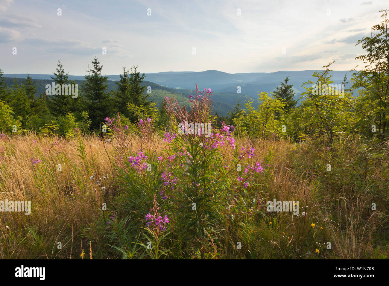 Blick vom Kickelhahn Hügel, in der Nähe von Ilmenau, Goethe Wanderweg, Naturpark Thüringer Wald, Thüringen, Deutschland Stockfoto