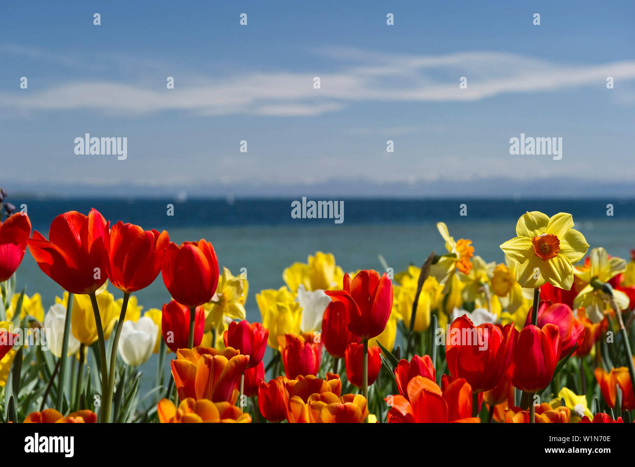 Blumenwiese mit Tulpen, den Bodensee und die Alpen im Hintergrund, Insel Mainau, Bodensee, Baden-Württemberg, Deutschland, Europa Stockfoto