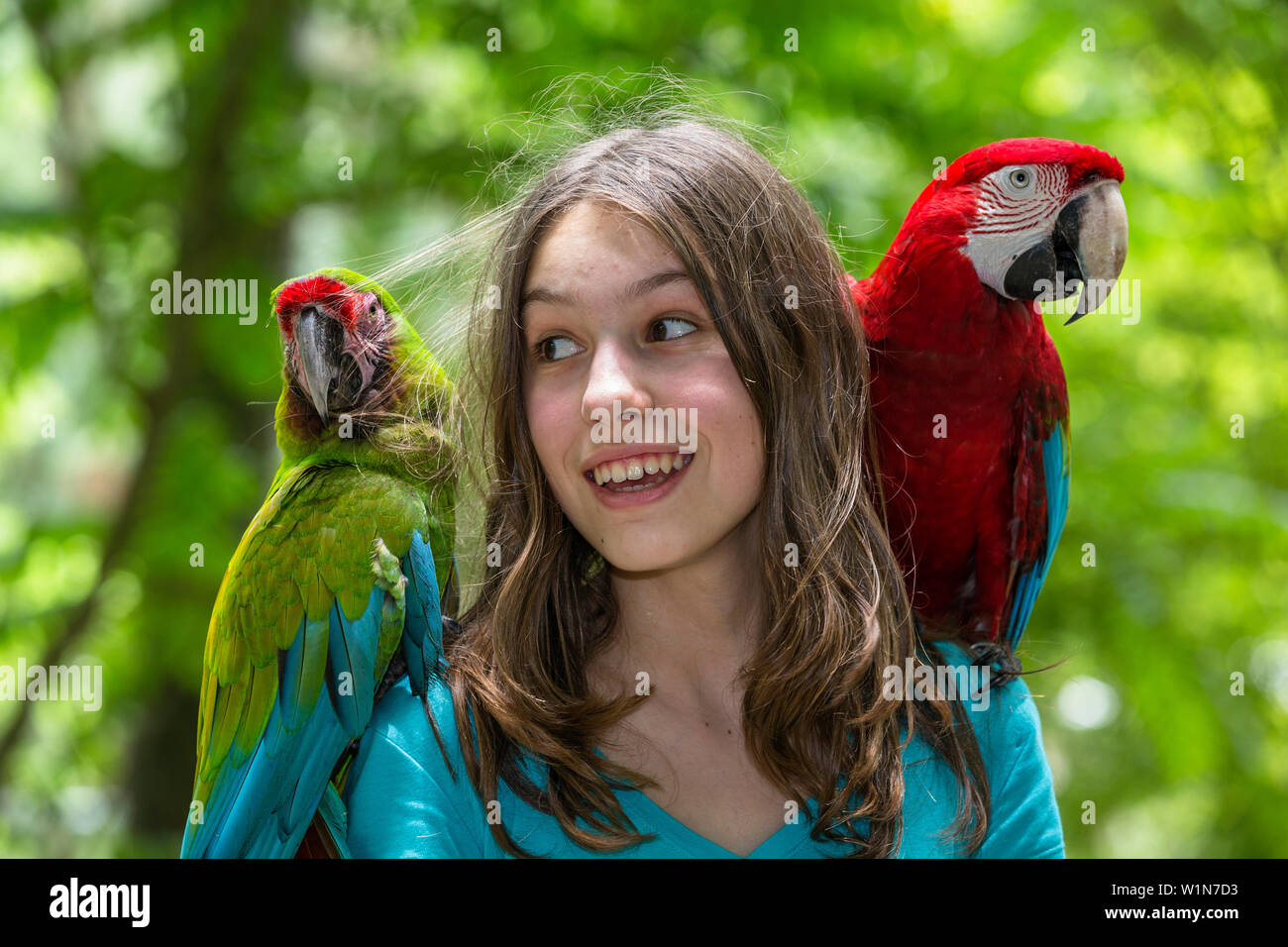 13 Jahre alt deutsches Mädchen mit Papageien auf ihre Schulter, Military Macaw, Ara militaris, rot-grünen Ara, Ara chloroptera, Trinidad, West Indies Stockfoto