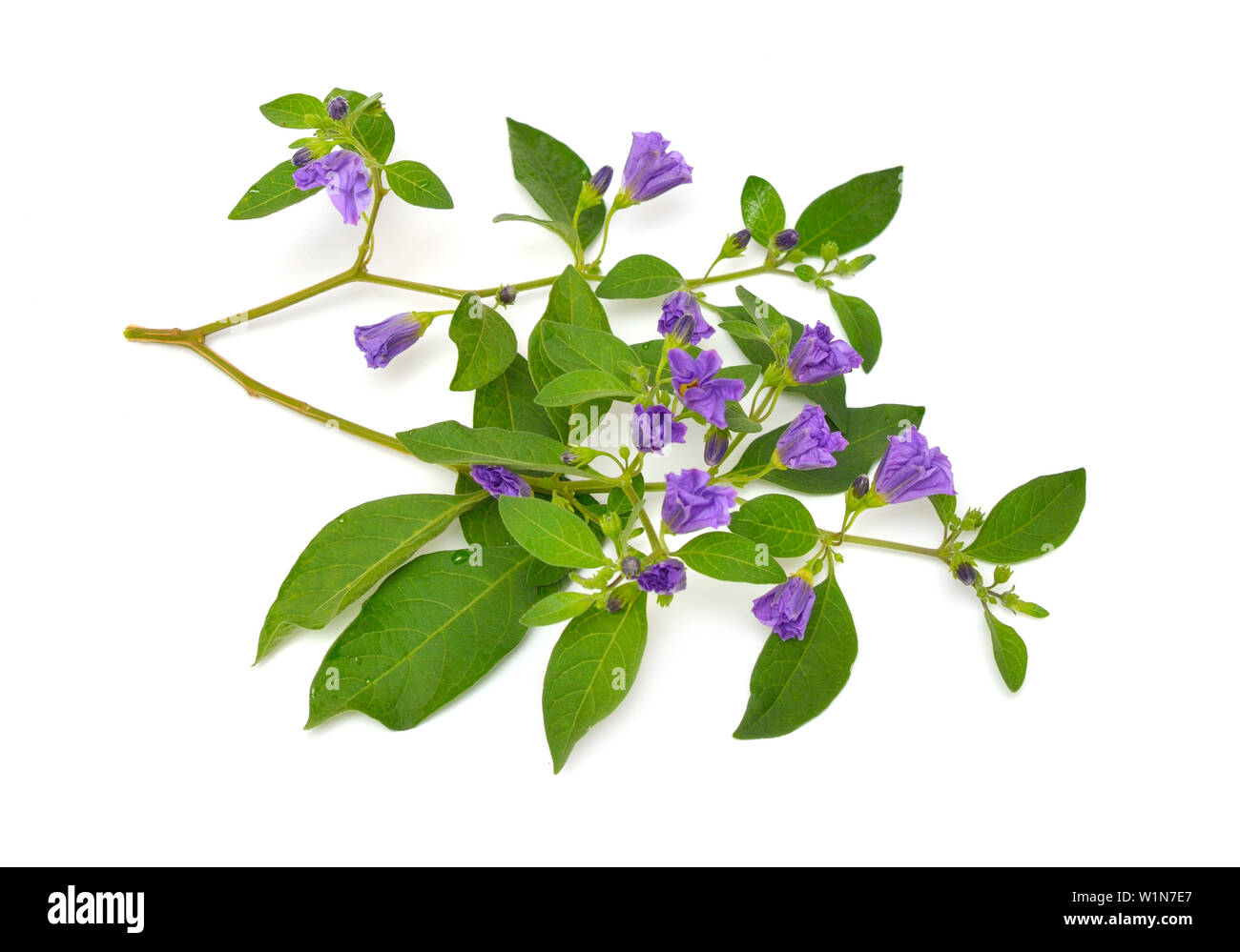 Lycianthes rantonnetii, die blaue Kartoffel Bush oder Paraguay Nachtschatten. Auf weissem Hintergrund. Stockfoto