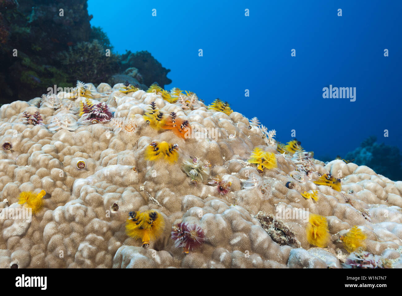Christmas-Tree Worm, Spirobranchus giganteus, Osprey Reef, Coral Sea, Australien Stockfoto