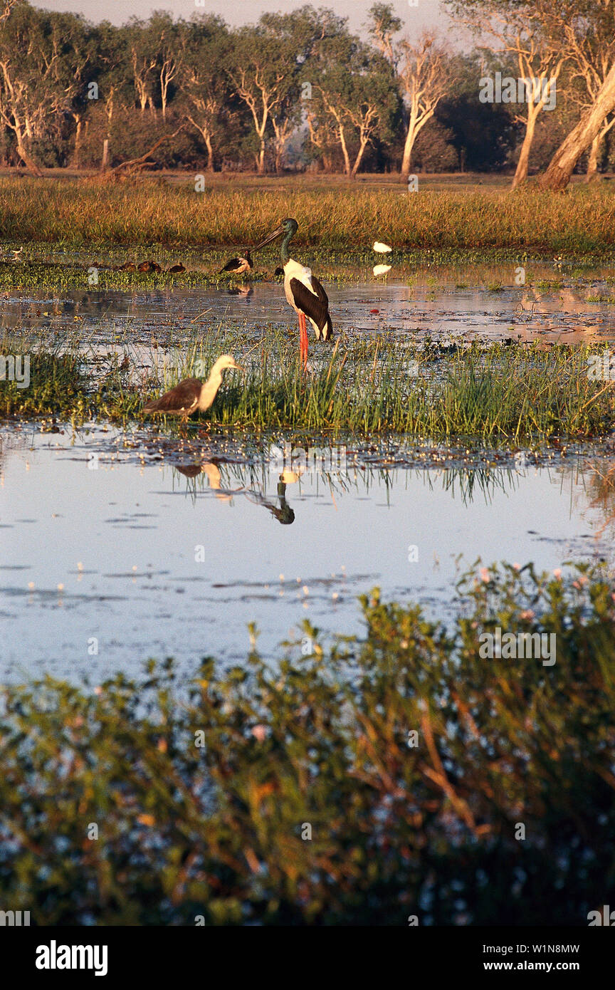 Jabiru mycteria, Jabiru, Kakadu NP, South Alligator River Northern Territory, Australien Stockfoto
