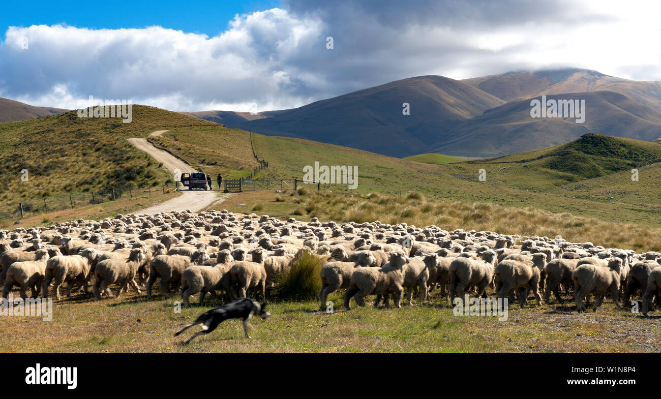 Schafe in den Bergen des Hawkdun, Otago, Südinsel, Neuseeland Stockfoto
