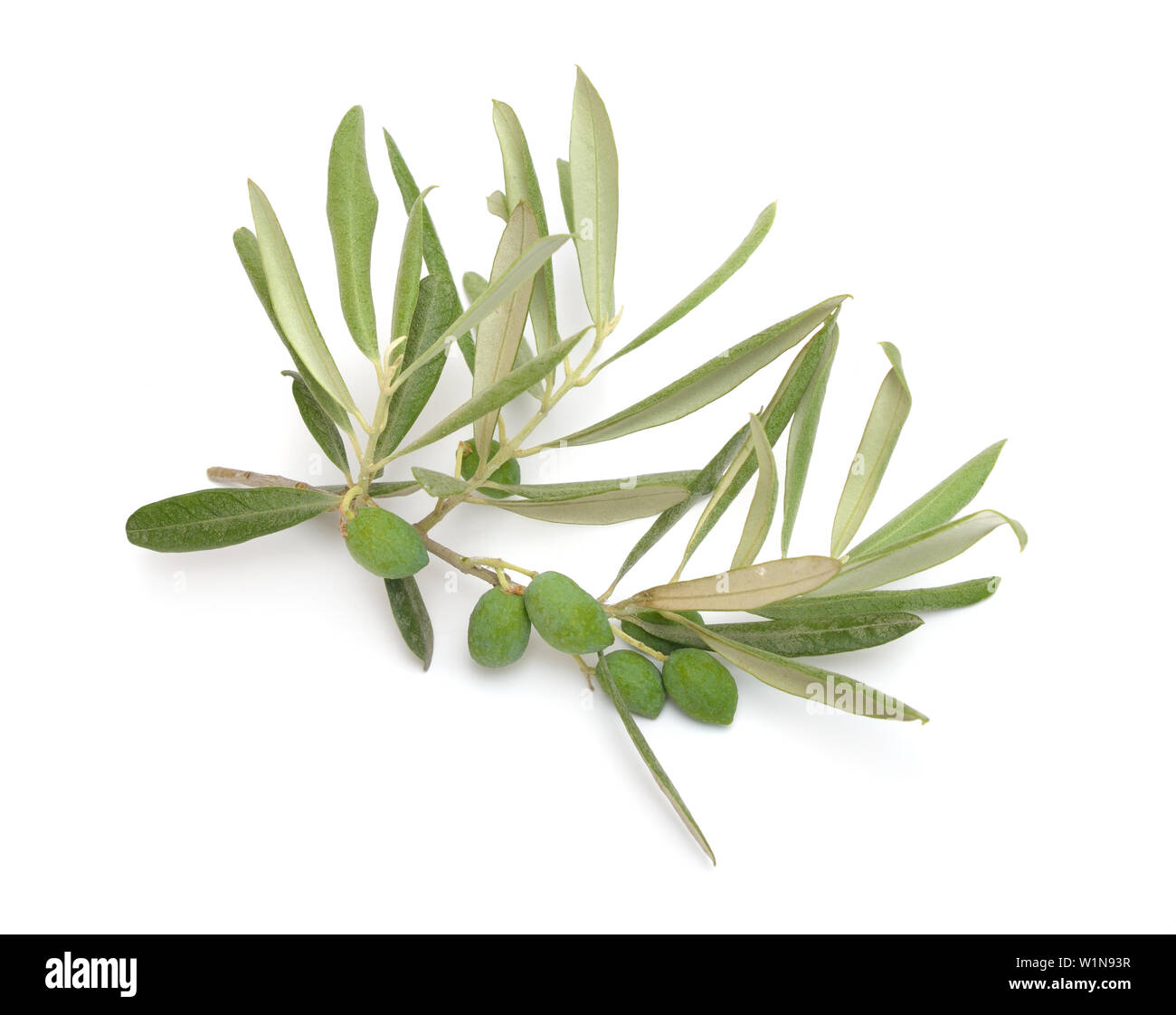 Die Olive, bekannt durch den botanischen Namen Olea europaea. Auf weissem Hintergrund. Stockfoto
