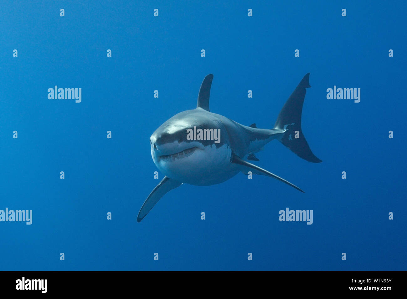 Der weiße Hai, Carcharodon Carcharias, Neptune Islands, Australien Stockfoto