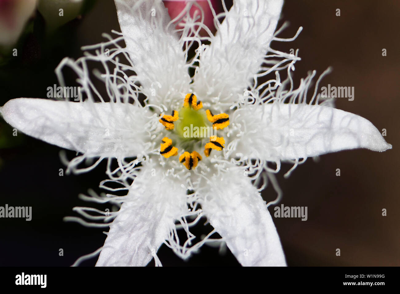 Gemeinsame Bogbean, Menyanthes dreiblättrige, Bayern, Deutschland Stockfoto