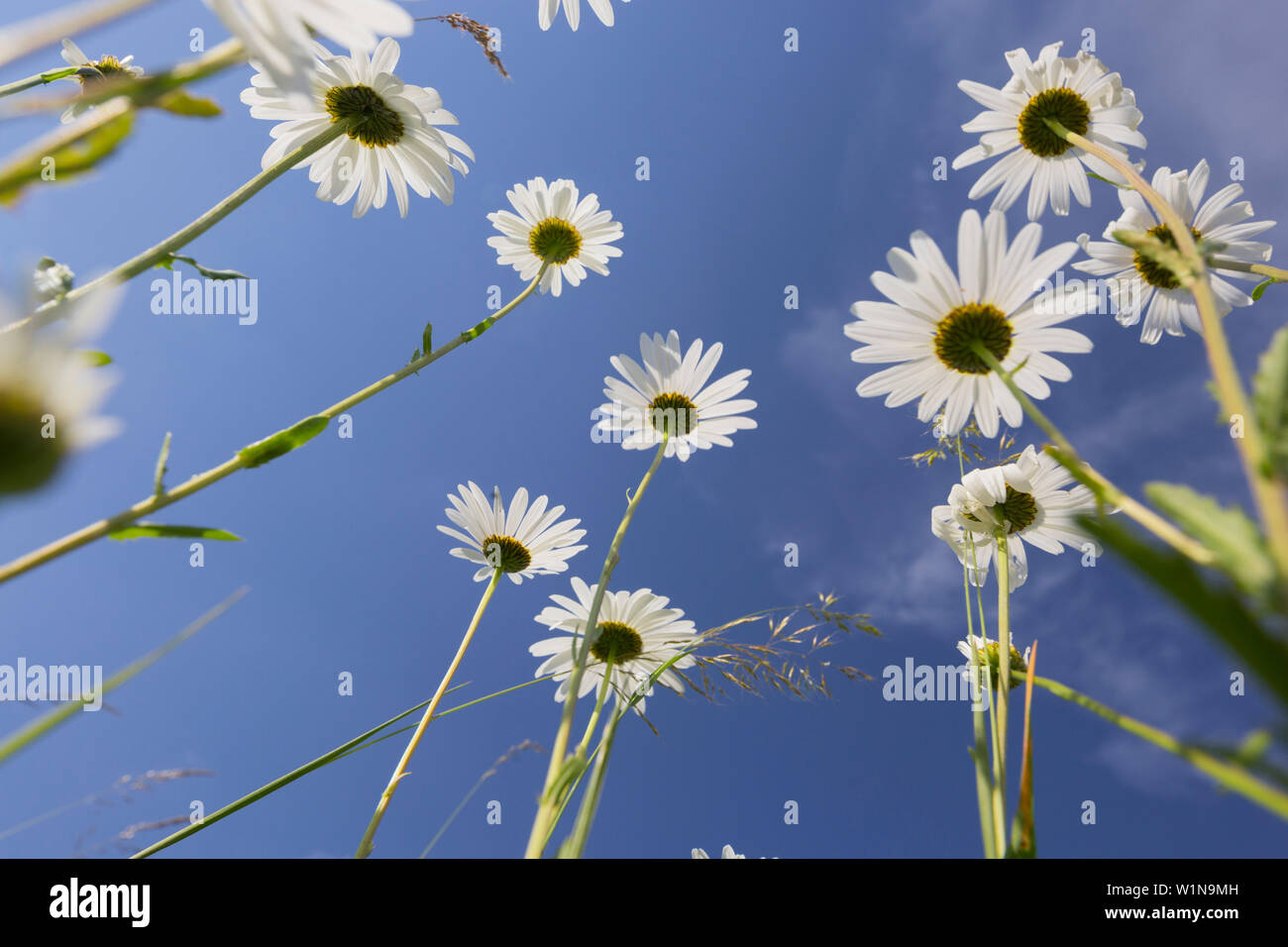 Margerite leucanthemum vulgare Fotos und Bildmaterial in hoher