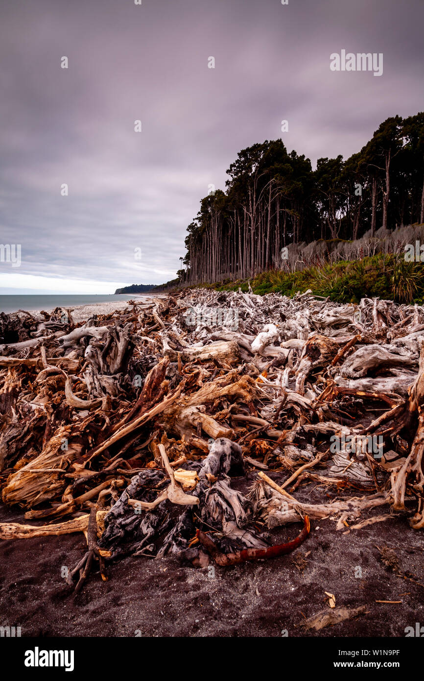 Tote Bäume am Strand in der Nähe von Haast, Südinsel, Neuseeland Stockfoto