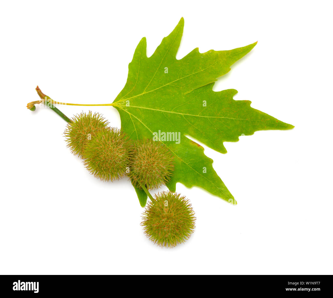 Blätter und Früchte von Platanus. Ebenen oder Platanen. Auf weissem Hintergrund. Stockfoto Blätter und Früchte von Platanus. Ebenen oder Platanen. Auf weissem Hintergrund. Stockfoto