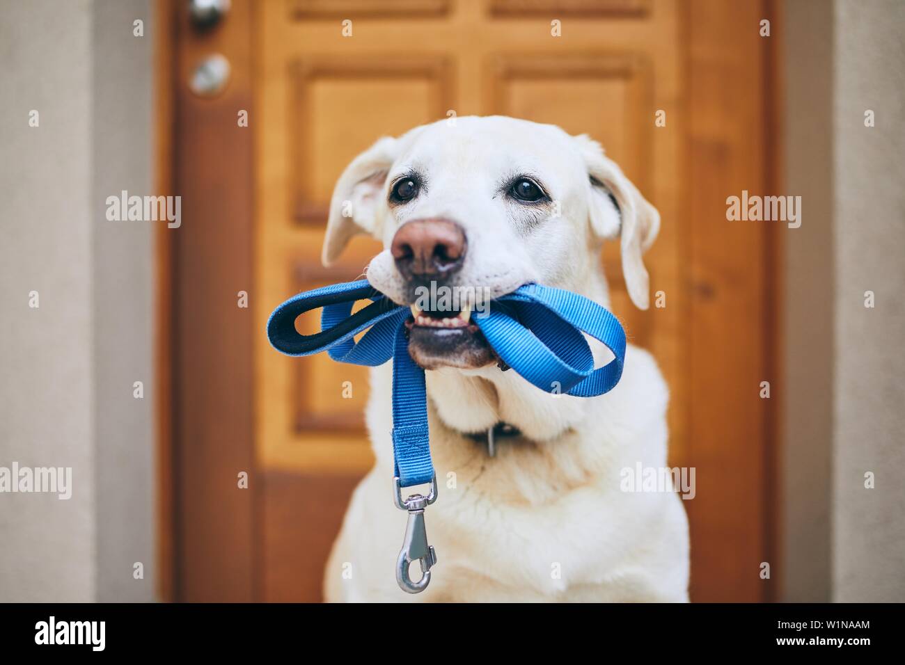 Hund wartet auf Sie. Labrador Retriever stehend mit Leine in den Mund gegen die Tür des Hauses. Stockfoto