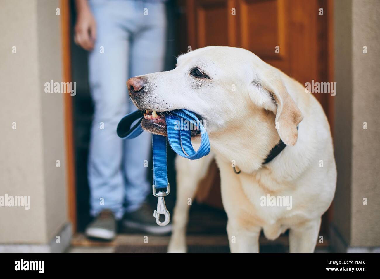 Hund wartet auf Sie mit seinem Besitzer. Labrador Retriever stehend mit Leine in den Mund gegen die Tür des Hauses. Stockfoto
