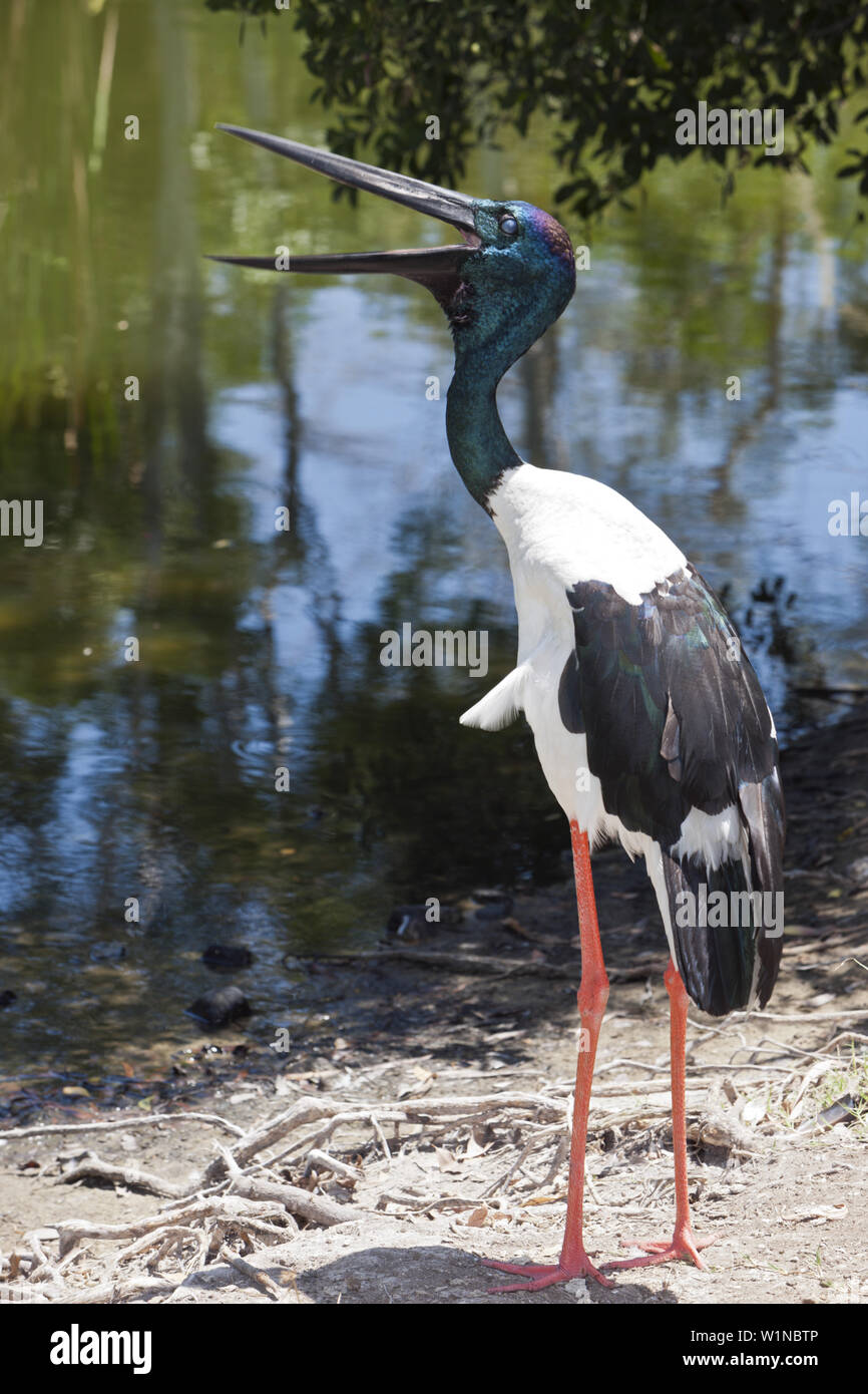 Schwarz-necked Storch, Nahrung Asiaticus, Queensland, Australien Stockfoto