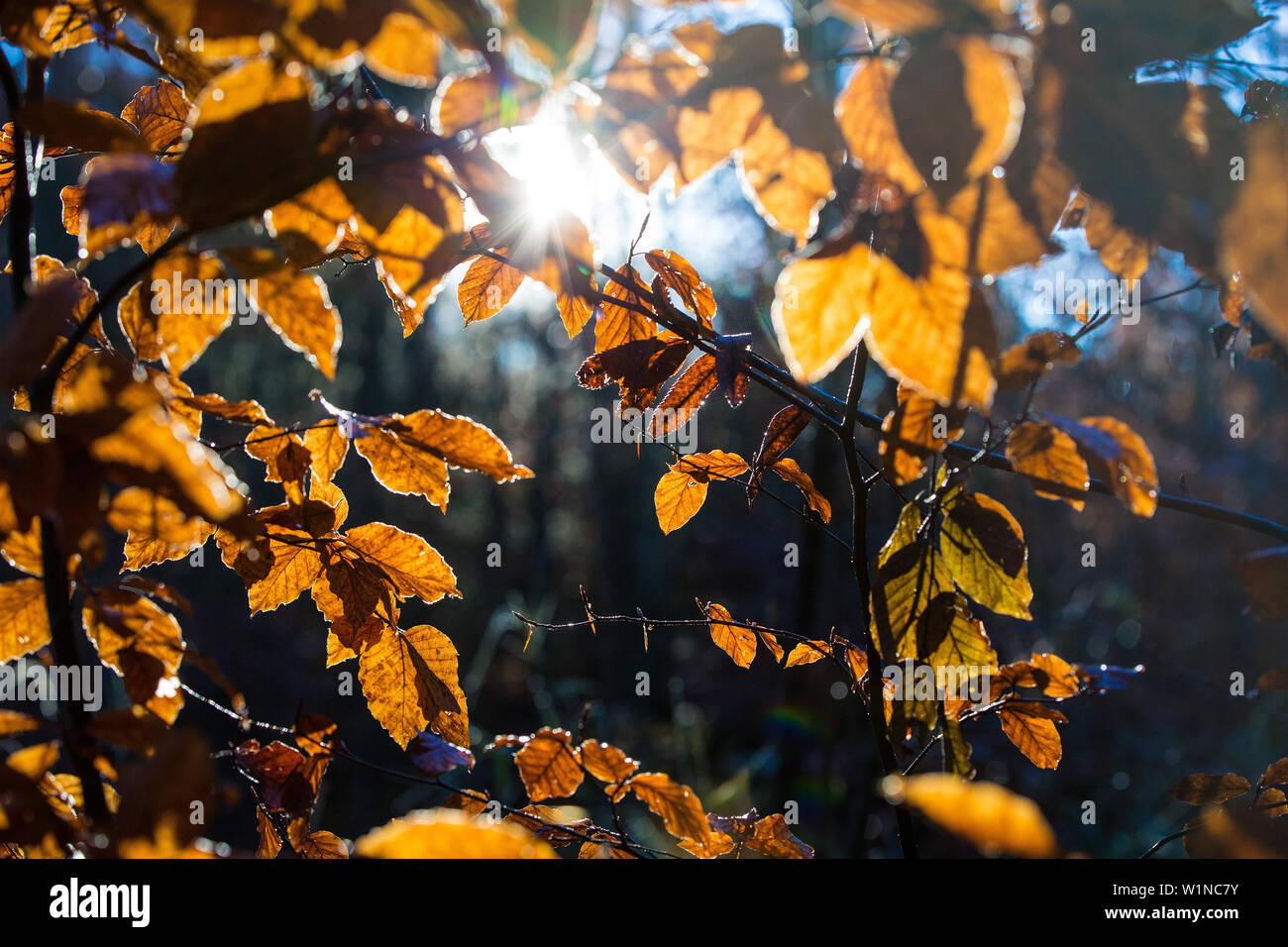 Sonne scheint, obwohl die herbstlichen Blätter eines Baumes, Allgäu, Bayern, Deutschland Stockfoto