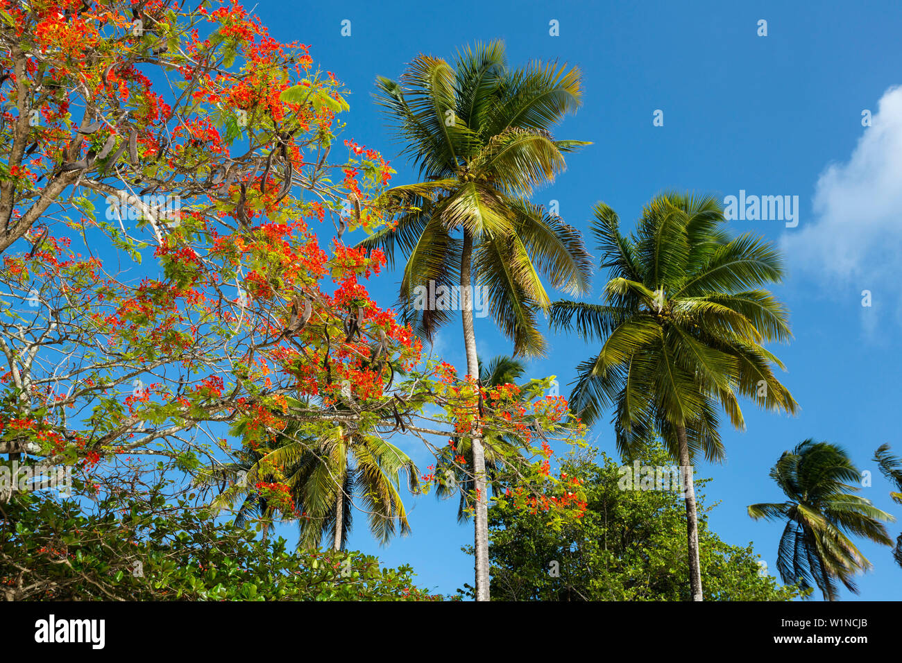 Blühende Flamboyant tree, delonix Regia, Kokospalmen am Strand, Cocos nucifera, Tobago, West Indies, Karibik Stockfoto