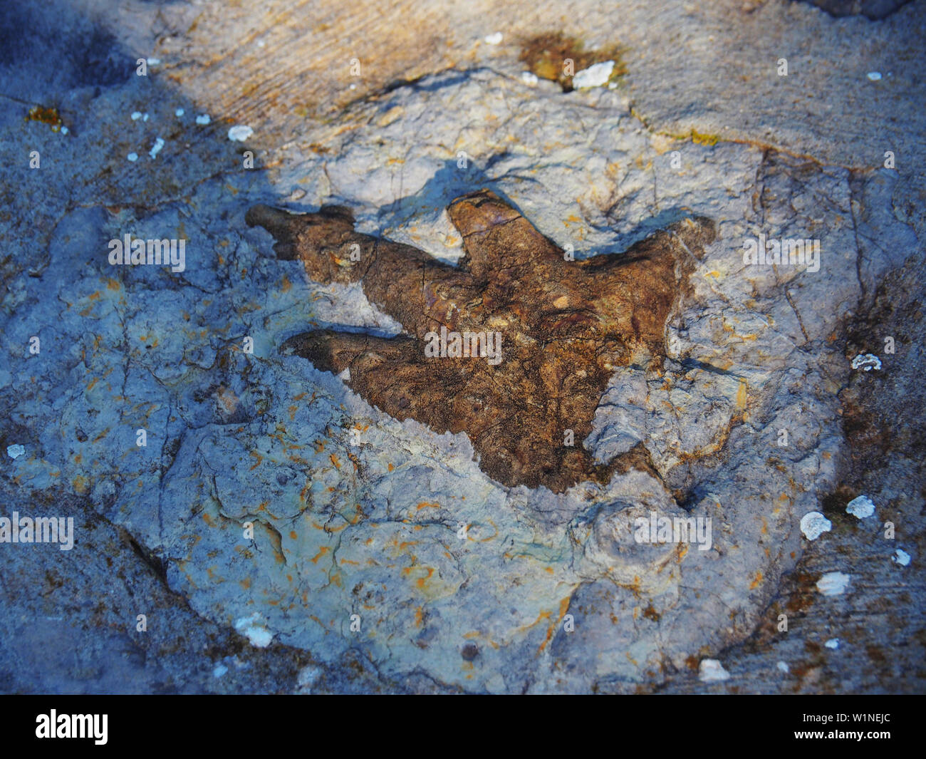 Ich denke, es ist ein fossiles Footprint Stockfoto
