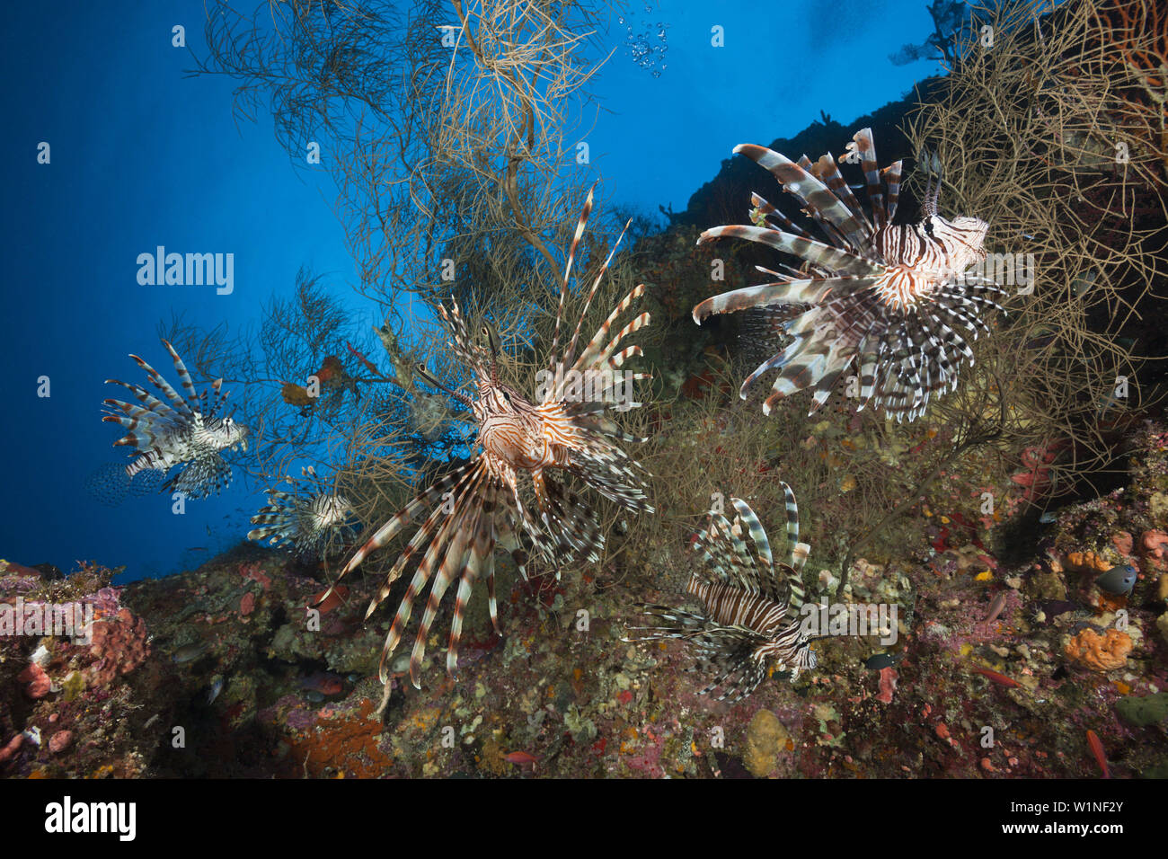 Rot Rotfeuerfisch Pterois Volitans, Marovo Lagune, Salomonen Stockfoto