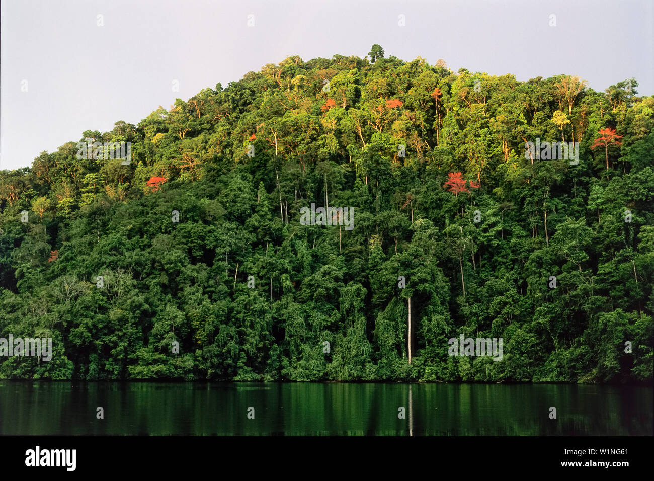 Tropischer Regenwald, Insel Salawati, West Papua, Neuguinea, Indonesien Stockfoto