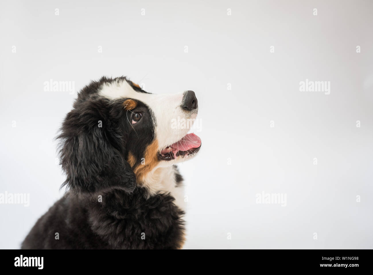 Berner Sennenhund Welpen suchen Stockfoto