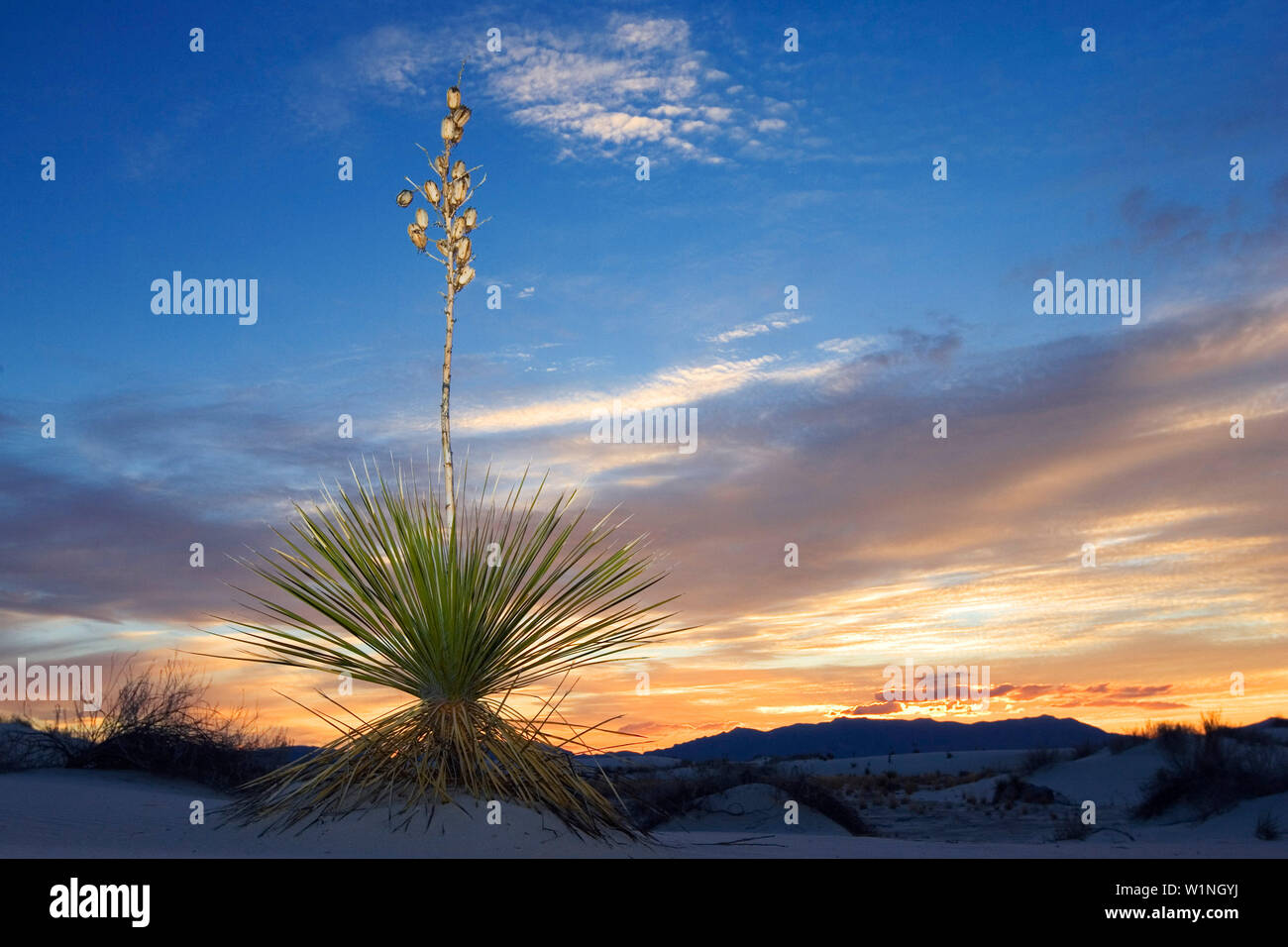 Soaptree bei Sonnenuntergang, Yucca Elata, Gips Dünenfeld, White Sands National Monument, New Mexico, USA Stockfoto