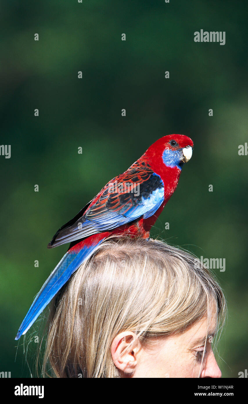 Pennantsittich auf Frau Kopf, Victoria Australien Stockfoto