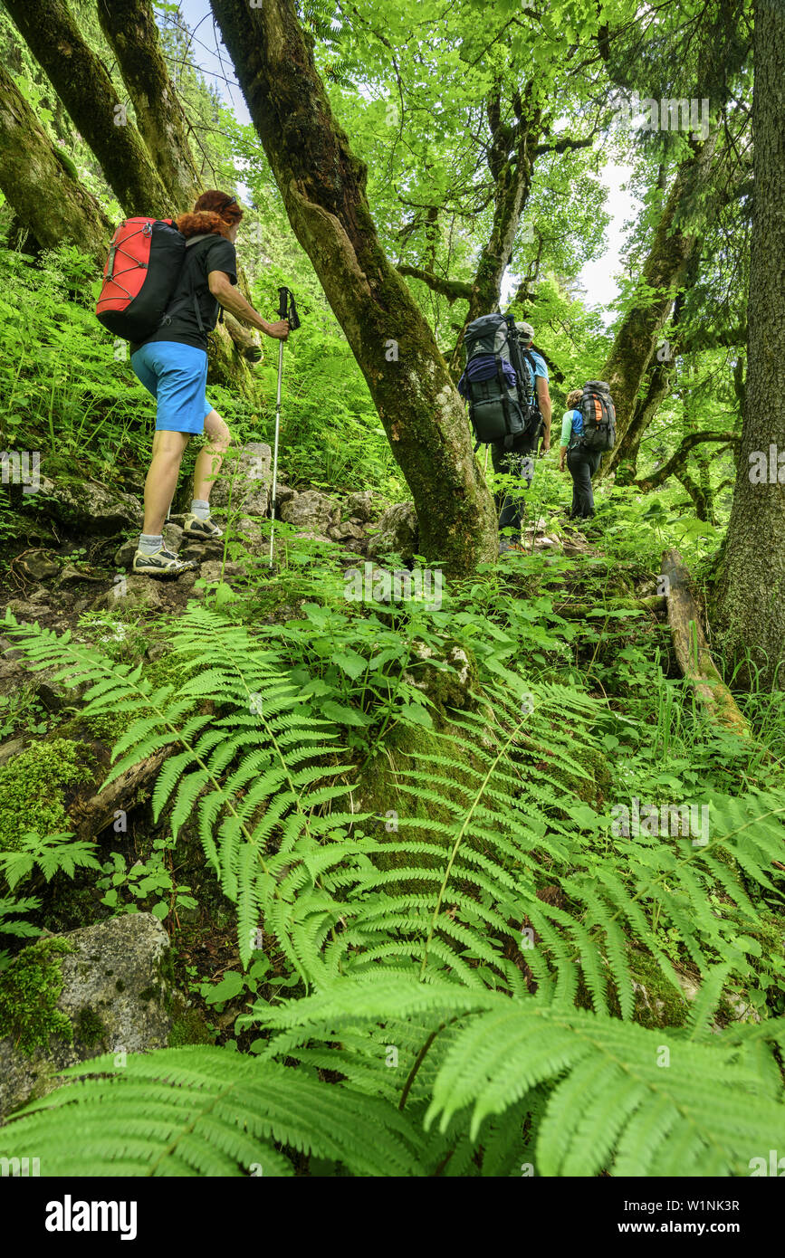 Drei Personen wandern durch Wald mit Farn, Ammergauer Alpen, Oberbayern, Bayern, Deutschland Stockfoto